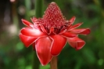 Red flower.jpg